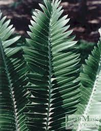 Image result for Encephalartos chimanimaniensis