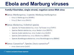 Ebola can occur in humans and other primates (gorillas. Ebola Outbreak In West Africa Last Updated 15 September Ppt Download