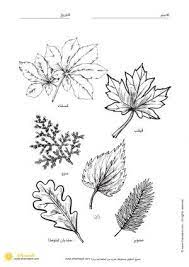 انواع اوراق الاشجار نشاطات وتدريبات leaf tattoos maple leaf tattoo flower tattoo
