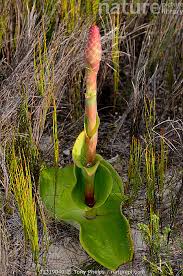 Image result for Satyrium sceptrum