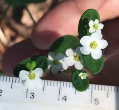 Image result for Euphorbia depauperata