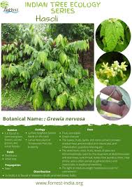 Image result for Grewia arborea
