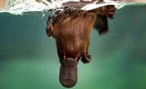 Cute Platypus Swimming Platypus Australia Animals Australian Animals