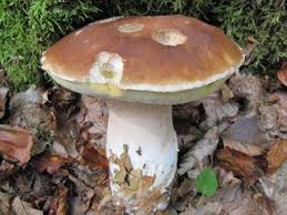 Abonniere envato elements für unbegrenztes herunterladen von photos gegen eine monatliche gebühr. Steinpilz Boletus Edulis Essbar Giftige Pilze Pilze Essbare Pilze