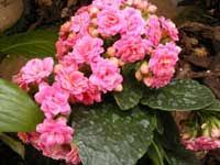 Kalanchoe Care Orchid Care Plant Care Orchids