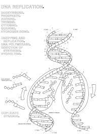 Dna structure and replication coloring worksheet. Dna Coloring Page Coloring Home