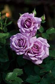 Love Song Beautiful Rose Flowers Beautiful Roses Purple Roses