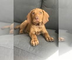 It would be such a great experience to have as a family. View Ad Vizsla Puppy For Sale Near Oregon Portland Usa Adn 150295