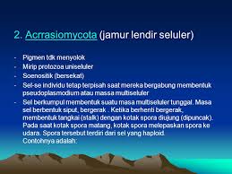 Protista Menyerupai Jamur Ppt Download