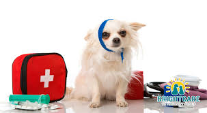 Our compassionate doctors provide accessible, specialized medical services for pets in the mount pleasant community and greater charleston area. Getting Treatment With An Emergency Veterinarian Animal Er