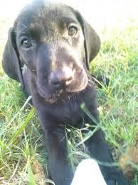 Weimaraner puppies available in august! Awesome Weimaraner Mix Lab