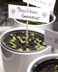 Wann rasen säen sinnvoll ist. Basilikum Saen Und Anpflanzen Mit Diesen Tricks Parzelle94 De