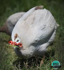 Guinea Fowl