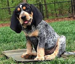 Puppies were born january 5, 2021 and will be ready to go on march 2 at 8 weeks old. Bluetick Coonhound Pet Keen