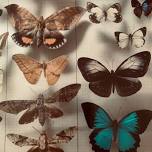 2026 National Insect Expo