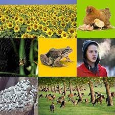 Maybe you would like to learn more about one of these? 7 Life Processes Of Living Things Mrs Gren Dk Find Out