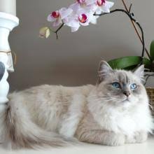 Without early detection and proper treatment, the prognosis for a cat with intestinal cancer is poor, and the condition can be fatal. Feline Diagnostic Imaging Ultrasound Mri X Rays Radiology