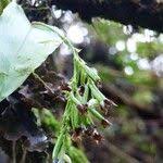 Image result for Polystachya fusiformis × lindblomii