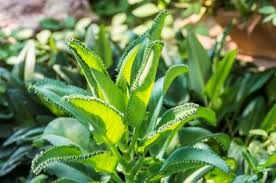 Image result for Bryophyllum