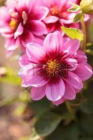 National Flower Of Mexico Pink Dahlia Flower Called Fascination Is Found In Mexico And Is Flowers Desert Flowers Dahlia Flower