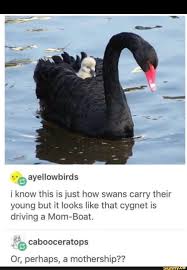 I Know This Is Just How Swans Carry Their Young But It Looks Like That Cyghet Is Driving A Mom Boat Cabooceratops Or Perhaps A Mothership Ifunny Cute Funny Animals