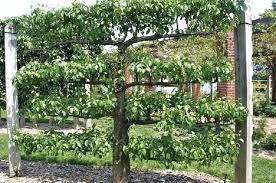 The optimal time to plant any fruit trees is in the winter or early spring when they're dormant. Espalier Apple Trees Espaliered Trees At Mount In In The Colonies An Espalier Was Espalier Fruit Trees In Conta Espalier Fruit Trees Living Fence Garden Shrubs