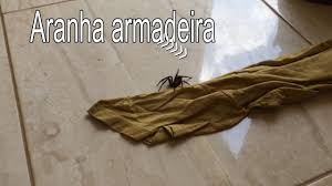 Discover more posts about aranha. Aranha Armadeira Muito Cuidado Especie Venenosa Perigosa Youtube