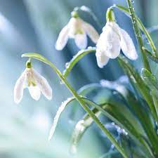 Snowdrop Flower Extract Best Flower Wallpaper