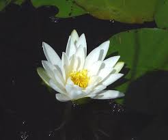 Thick underwater stems are buried in the mud. Nymphaea Odorata White Water Lily Go Botany