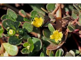 Image result for Portulacaceae