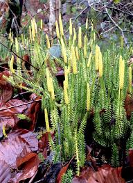 Image result for Lycopodium