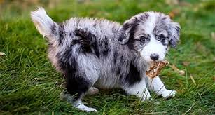 How much does a mini aussiedoodle cost? How Big Do Aussiedoodles Get Average Full Grown Size