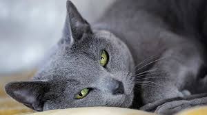 En Saglikli Ve Alerji Yapma Riski Dusuk Kedi Irklarindan Biri Russian Blue Mavi Rus Kedisi Mavi Kediler Kedi