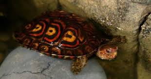 Central American Ornate Wood Turtle Turtle Wood Turtle Freshwater Turtles