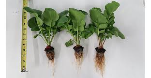 Leave three inches between each onion plant. Hydroponic Radish Nutrients Hydroponics And Aquaponics Tips And Tricks