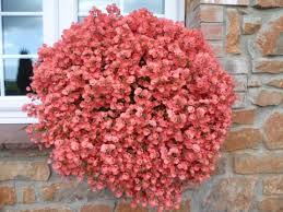 Image result for Diascia