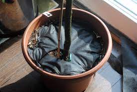 Marijuana plant in soil held in front of indoor garden. Kidproofing Pet Proofing Houseplants Making Lemonade