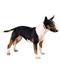 Maybe you would like to learn more about one of these? Miniature Bull Terrier Kraftig Anmutig Und Wendig Pedigree