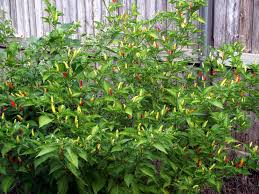 Image result for Capsicum frutescens