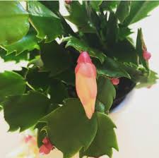The leaves of a christmas cactus (schlumbergera truncata) are technically not leaves: Schlumbergera Truncata Christmas Cactus Crab Cactus False Christmas Cactus Thanksgiving Cactus North Carolina Extension Gardener Plant Toolbox