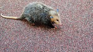 What Does An Opossum Look Like Appearance Identification