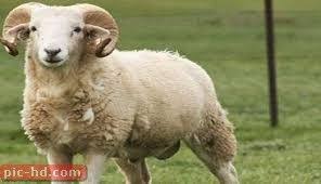 صور الخروف معلومات عن الخروف Sheep Farmyard Animal Animals