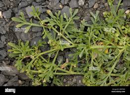 Image result for Coronopus