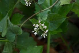 Image result for Mikania cordata