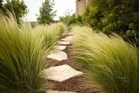 graminees ornementales au jardin 100 idees d amenagement amenagement paysager amenagement jardin graminees amenagement jardin