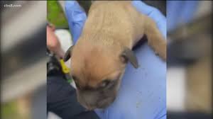 Maybe you would like to learn more about one of these? Watch San Diego Puppy Rescue Cbs8 Com
