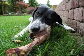 Can Dogs Eat Rib Bones Why These Bones Are Dangerous Care Com Resources