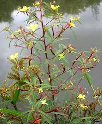 Image result for Ludwigia octovalvis