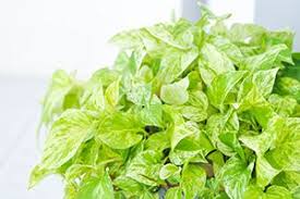 Pothos contains insoluble calcium oxalates which makes it toxic to both cats and dogs. Devils Ivy Aspca