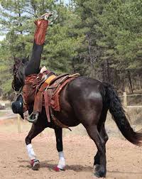 Former Smokejumper Becomes Trick Rider Wildfire Today Trick Riding Saddle Trick Riding Horse Vaulting